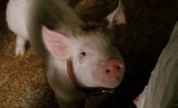 Babe: Pig In The City (1998) Blu-ray Movie Review