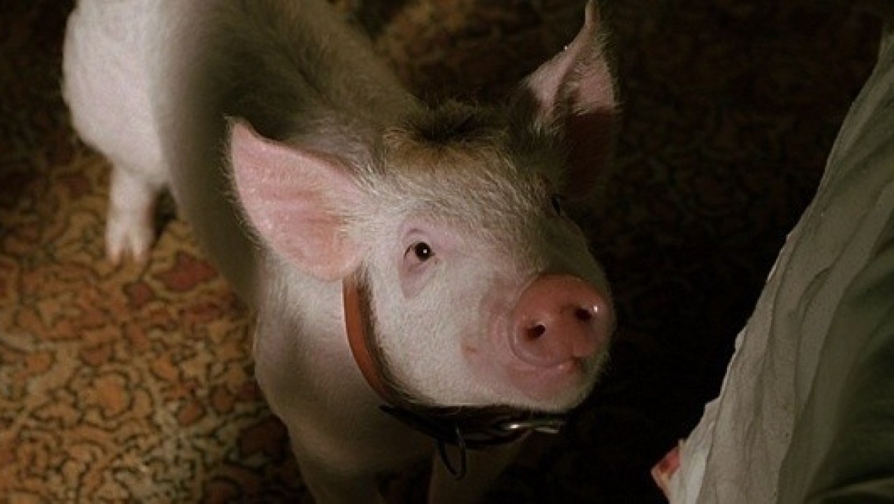 Babe: Pig In The City (1998) Blu-ray Movie Review