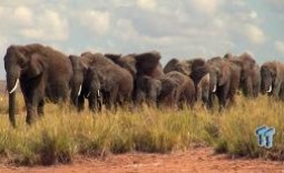 BBC's Africa (2012) Blu-ray Review