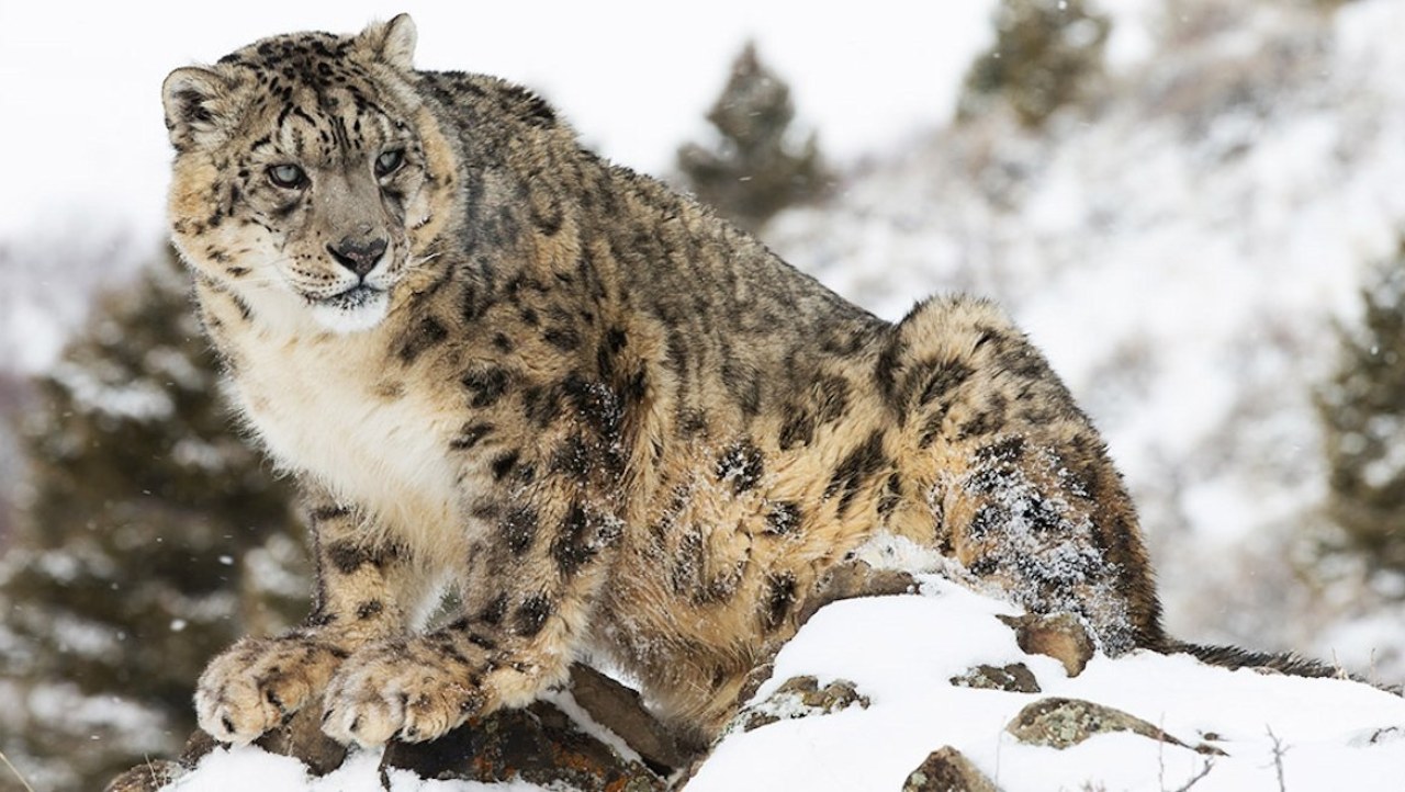 Planet Earth II 4K Blu-ray Review