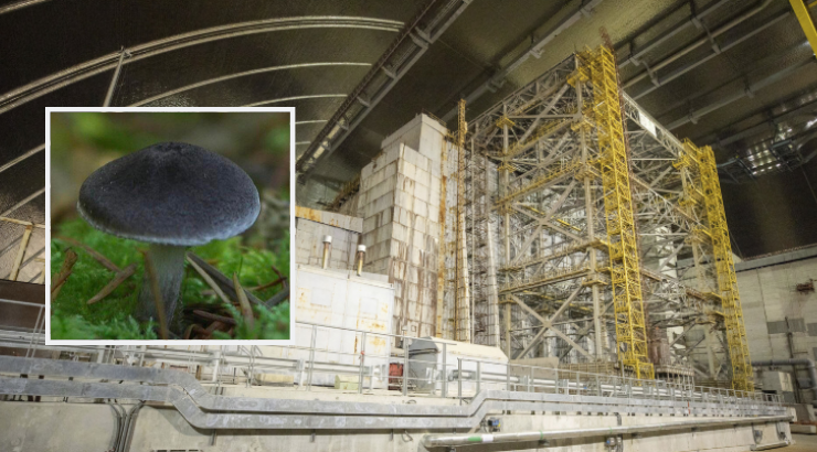 [Obrázek: 70744_01_chernobyl-nuclear-fallout-being...i_full.png]